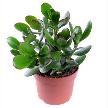 Красула (Денежное дерево) Красула (Денежное дерево)