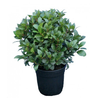 Лавр благородный