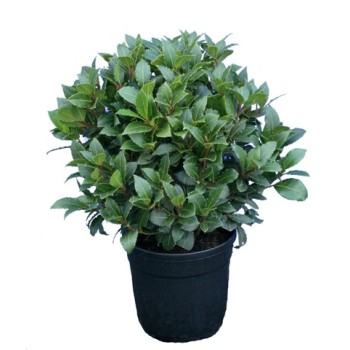 Лавр благородный