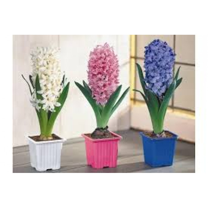 Гиацинты в Шардаре