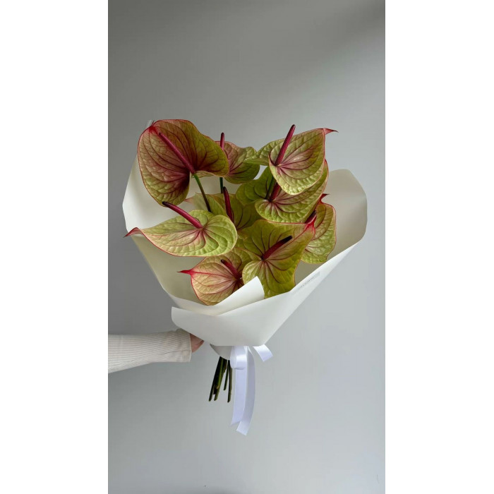 Антуриумы в Шардаре