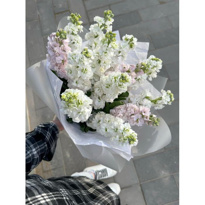 Маттиола в Шардаре