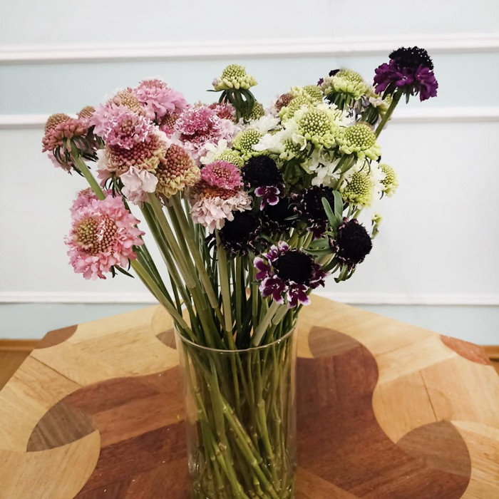 Скобиоза в Шардаре