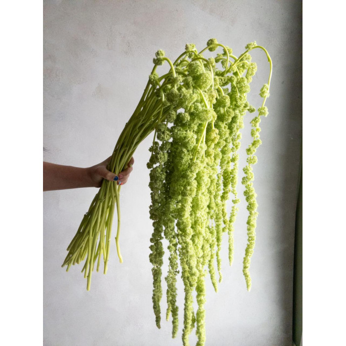 Амарантус в Шардаре