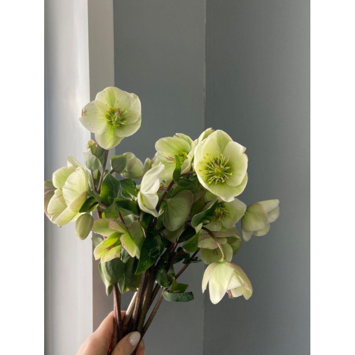 Хелеборус в Шардаре