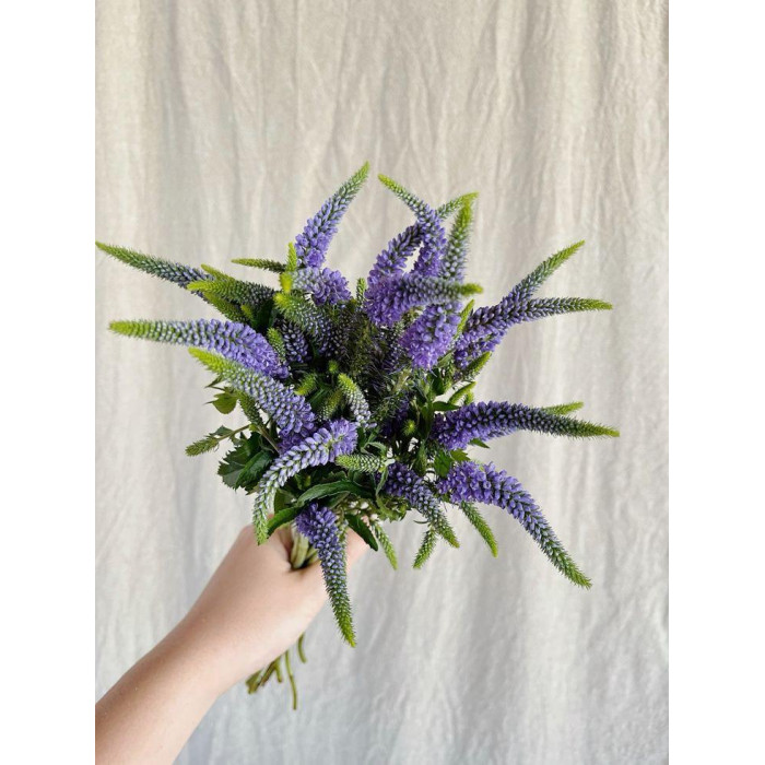 Вероника в Шардаре