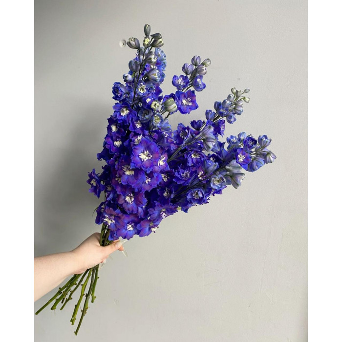 Делфиниум в Шардаре