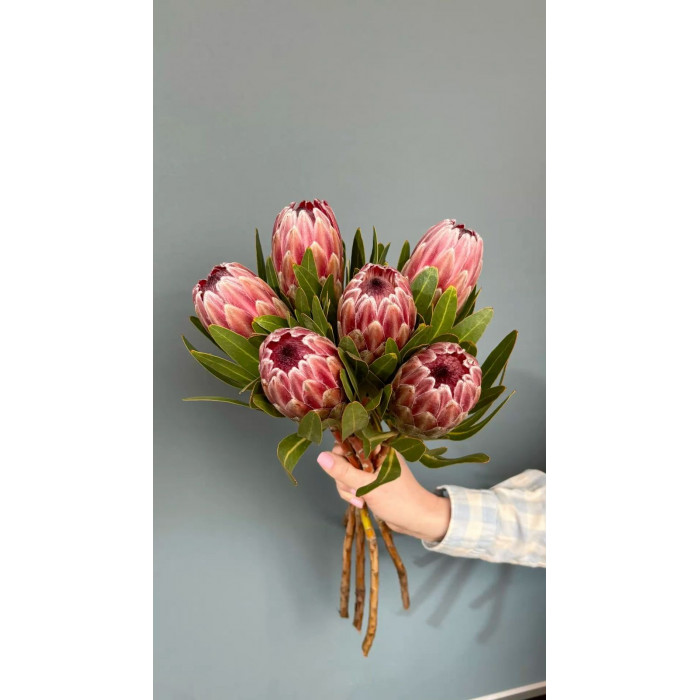 Протея в Шардаре