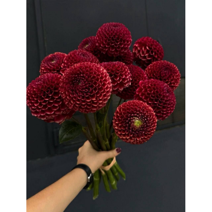 Георгины в Шардаре