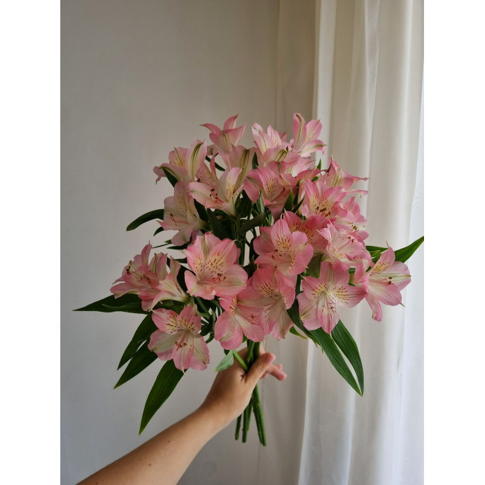 Альпиния в Шардаре