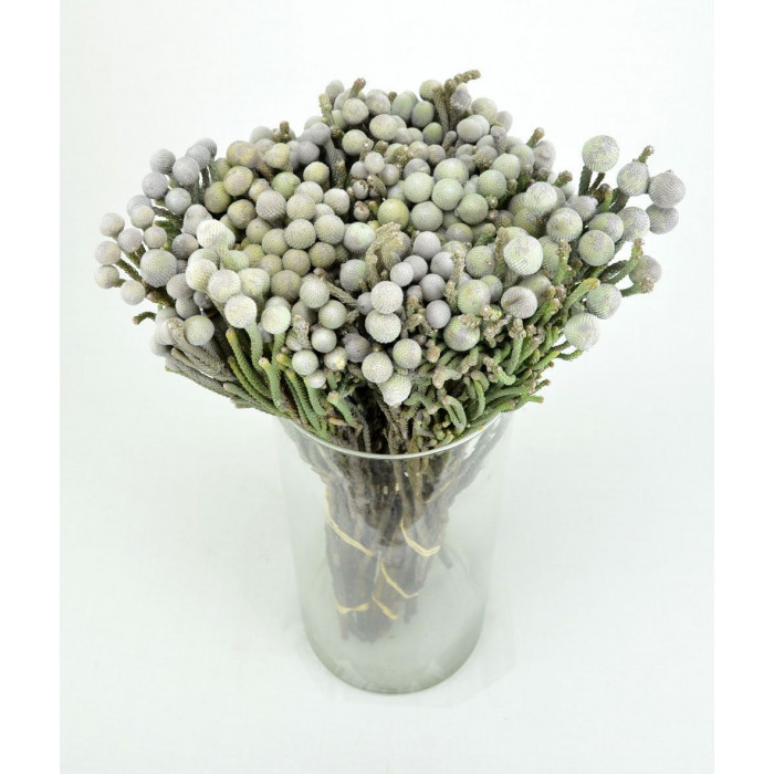 Бруния в Шардаре