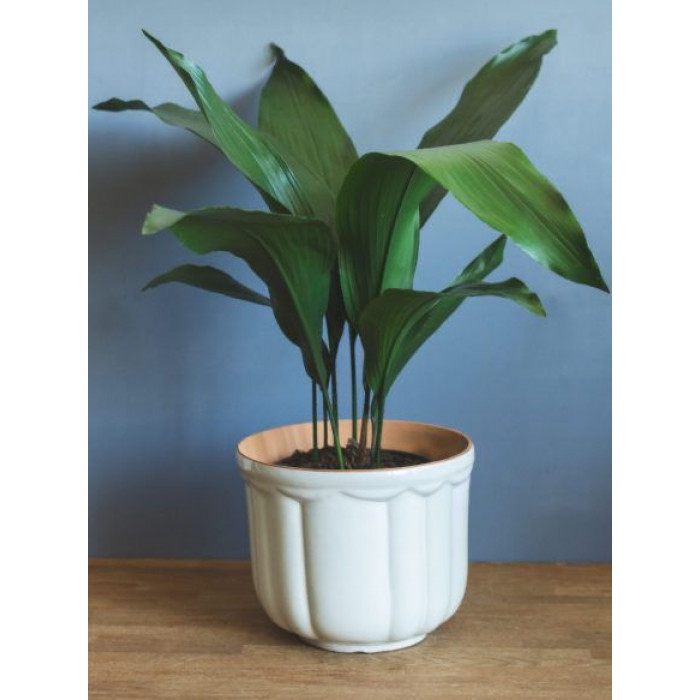 Аспидистра в Шардаре