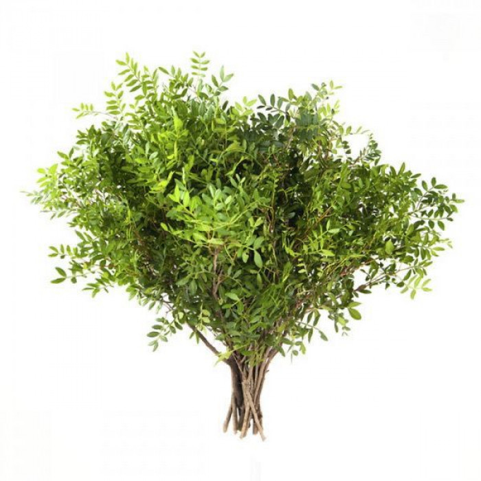 Писташ в Шардаре