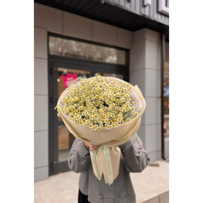 Танацетум в Шардаре