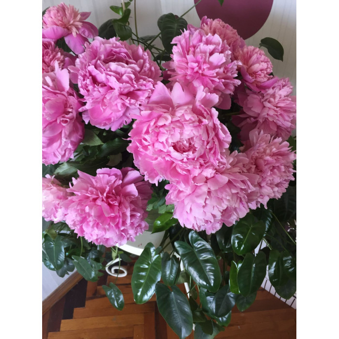 Пион древовидный в Шардаре