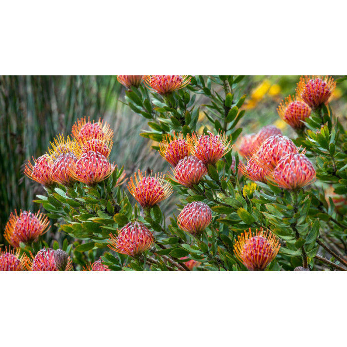 Леукоспермум в Шардаре