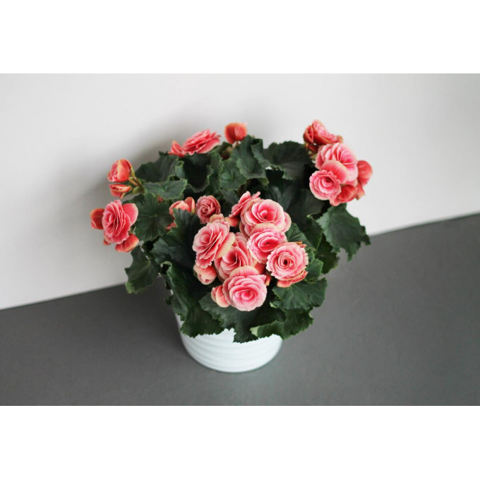 Бегония Бегония