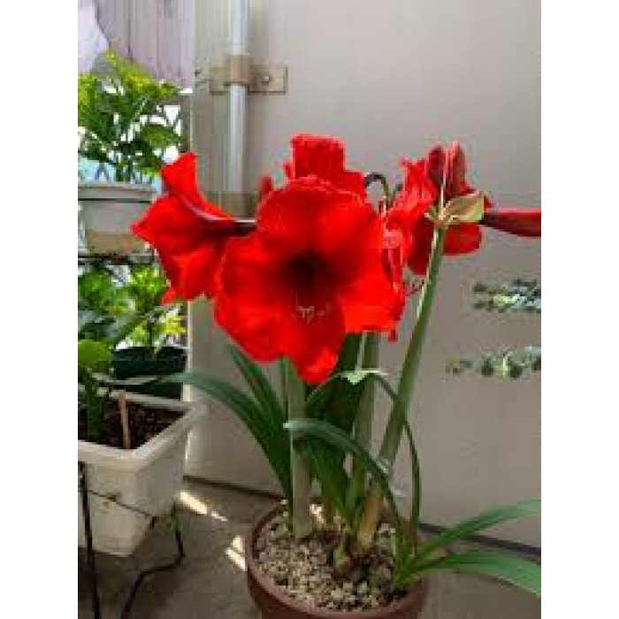 Амариллис в Шардаре