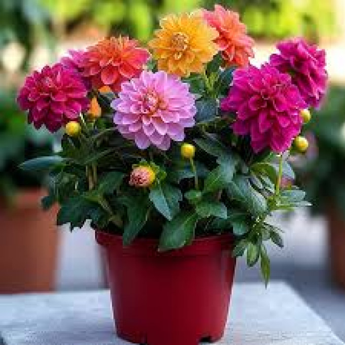 Георгины в Шардаре