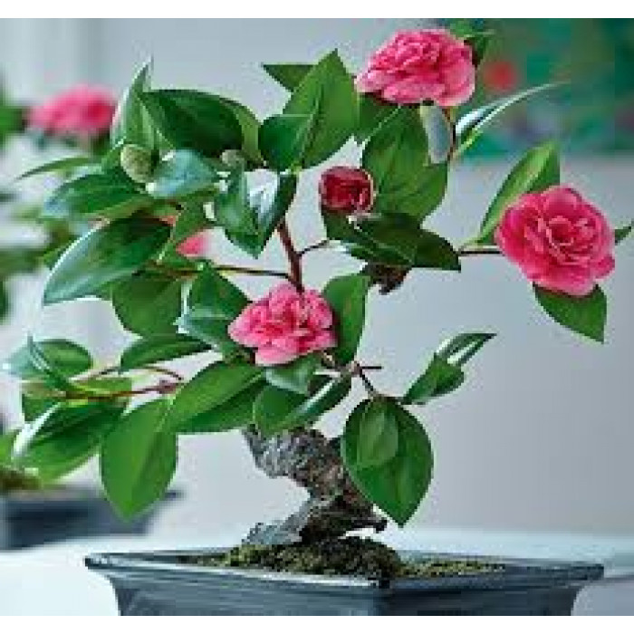 Камелия в Шардаре