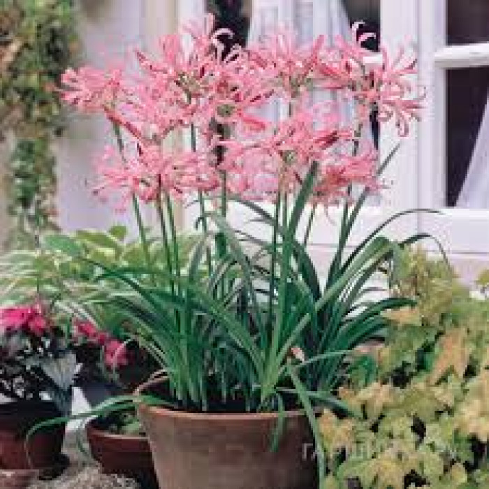 Нерине в Шардаре