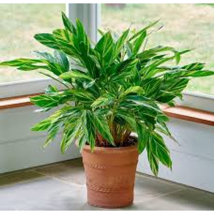 Альпиния в Шардаре