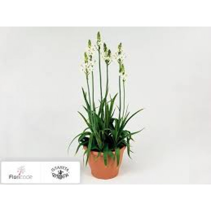 Орнитогалум в Шардаре