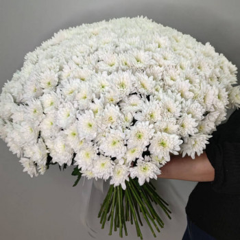 51 белая хризантема